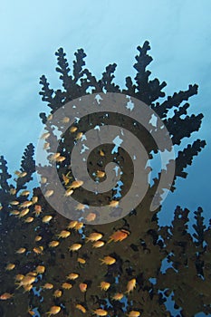 Anthias Fishes in Black Coral Forest, Balicasag Island, Bohol, Philippines