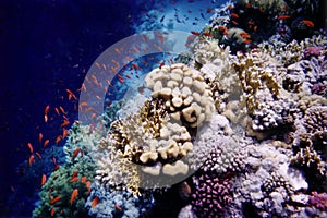 Anthias on the reef