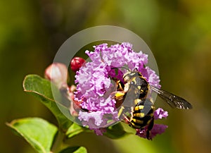 Anthidium bee pollinating a mauve flower.