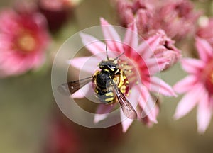 Anthidium manicatum, commonly called the European wool carder bee
