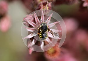 Anthidium manicatum, commonly called the European wool carder bee