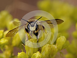 Anthidium species, small carnivorous wasp with large jaws perched on plant of Ruda montana