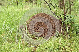 Anthill photo