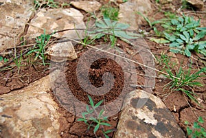 Anthill, ant house photo