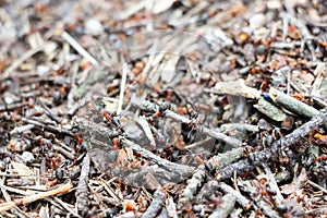 Anthill ants burrow