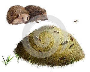 Anthill with ants. Two hedgehogs