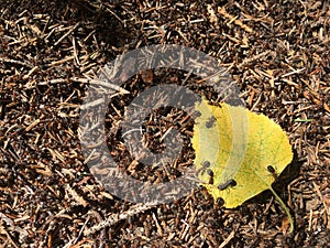 Anthill autumn decoration