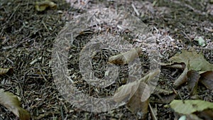 Anthill with a colony of ants in close-up An anthill in a pine coniferous forest