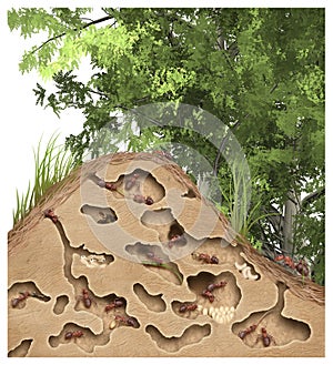 Anthill cross section in forest, illustration