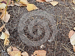 The anthill in the forest, made from pine needles and branches, is home to a large colony of black ants. Forest life of animals