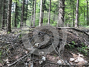 anthill in the forest of odes photo