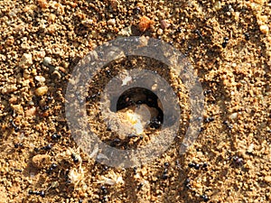 Anthill full of tiny insect ants many workers