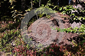 Anthill in the green forest, details and close-up.