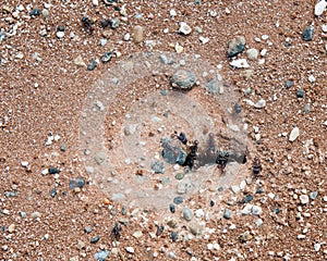 Anthill hole