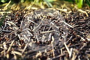 Anthill. Insects, ants close-up