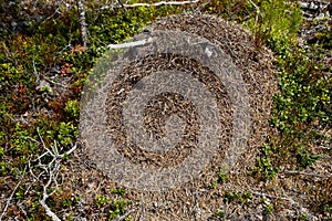 Anthill in mixed forest Harjedalen Sweden