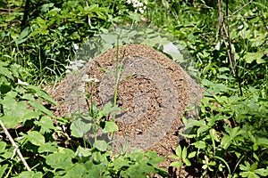 Anthill in nature photo