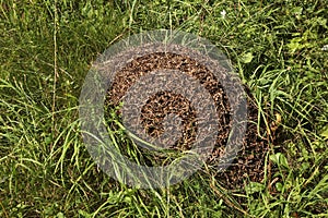 Anthill near Khokhlovka. Perm krai, Russia