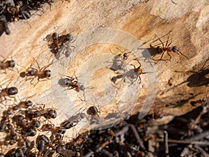 Anthill of an old tree