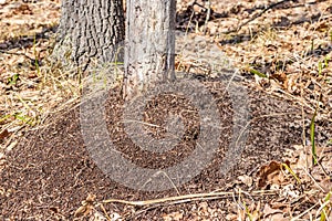 An anthill in the spring forest, ants work as a team