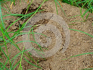 Anthill surrounded by grass