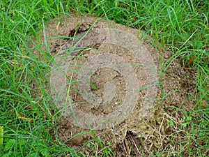 Anthill surrounded by grass