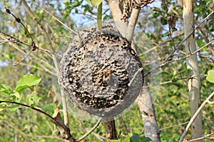 Anthill on a tree