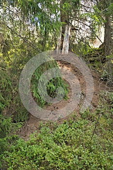 Anthill on tree in forest with needles and natural architecture