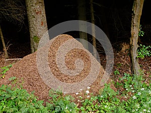 Anthill of wood ants in forest