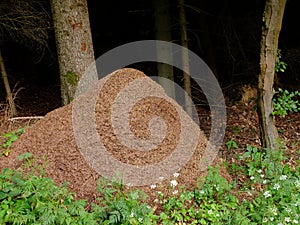 Anthill of wood ants in forest photo