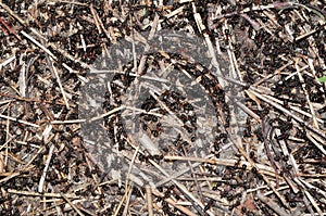 Anthill