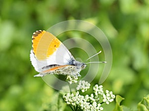 Anthocaris cardamines  the orange tip buttefly male