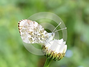 Anthocaris cardamines  the orange tip buttefly male