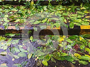 Anthocephalus cadamba leaves droped on road in monsoon lok gram Kalyan