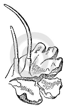 Anthoceros Showing Thallus with Two Capsules vintage illustration