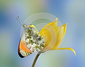 Anthocharis cardamines