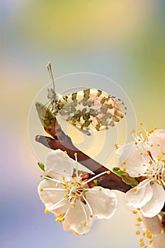 Anthocharis cardamines