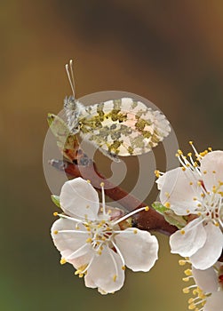 Anthocharis cardamines