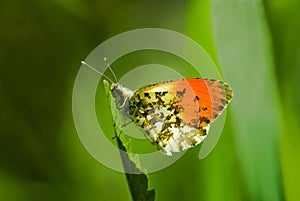 Anthocharis cardamines