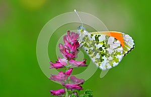 Anthocharis cardamines 309