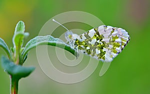 Anthocharis cardamines 402