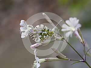 Anthocharis cardamines aka Orange Tip male butterfly on White Campion wild flower, Silene latifolia, camouflage closeup.