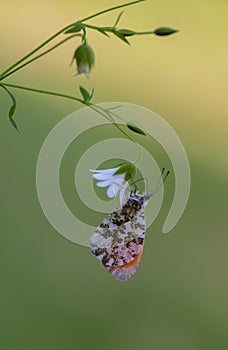 Anthocharis cardamines - diurnal butterfly