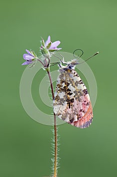 Anthocharis cardamines - diurnal butterfly