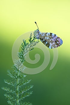 Anthocharis cardamines - diurnal butterfly Pieridae on a forest flower photo