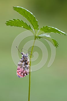 Anthocharis cardamines - diurnal butterfly Pieridae gathers nectar on a forest flower