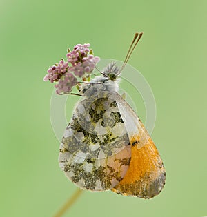 Anthocharis cardamines - diurnal butterfly Pieridae gathers nectar on a forest flower