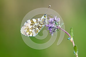 Anthocharis cardamines - diurnal butterfly Pieridae gathers nectar on a forest flower