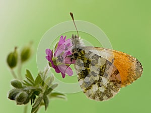 Anthocharis cardamines - diurnal butterfly Pieridae gathers nectar on a forest flower photo