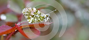 Anthocharis cardamines male, the orange tip, aurora